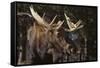 Moose-DLILLC-Framed Stretched Canvas