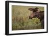 Moose-DLILLC-Framed Photographic Print