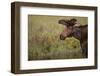 Moose-DLILLC-Framed Photographic Print