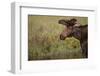 Moose-DLILLC-Framed Photographic Print