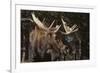 Moose-DLILLC-Framed Photographic Print