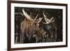 Moose-DLILLC-Framed Photographic Print