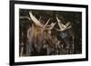 Moose-DLILLC-Framed Photographic Print