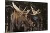 Moose-DLILLC-Mounted Photographic Print