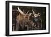 Moose-DLILLC-Framed Photographic Print