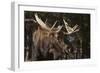 Moose-DLILLC-Framed Photographic Print