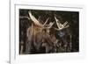 Moose-DLILLC-Framed Photographic Print