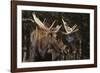 Moose-DLILLC-Framed Photographic Print