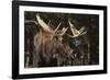 Moose-DLILLC-Framed Photographic Print