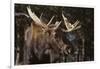 Moose-DLILLC-Framed Photographic Print