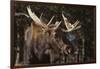 Moose-DLILLC-Framed Photographic Print