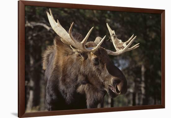 Moose-DLILLC-Framed Photographic Print