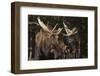 Moose-DLILLC-Framed Photographic Print