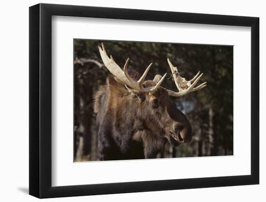 Moose-DLILLC-Framed Photographic Print