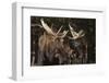 Moose-DLILLC-Framed Photographic Print