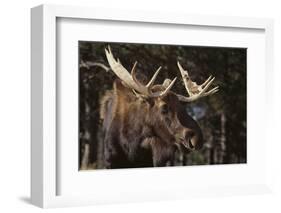 Moose-DLILLC-Framed Photographic Print