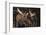 Moose-DLILLC-Framed Photographic Print