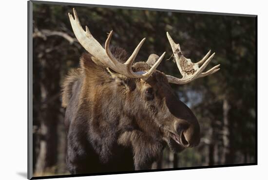 Moose-DLILLC-Mounted Photographic Print