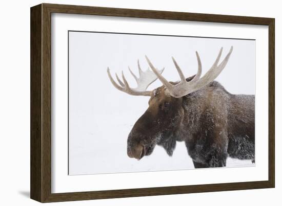 Moose-null-Framed Photographic Print