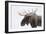 Moose-null-Framed Photographic Print