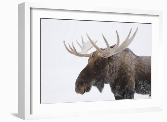 Moose-null-Framed Photographic Print