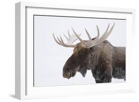 Moose-null-Framed Photographic Print