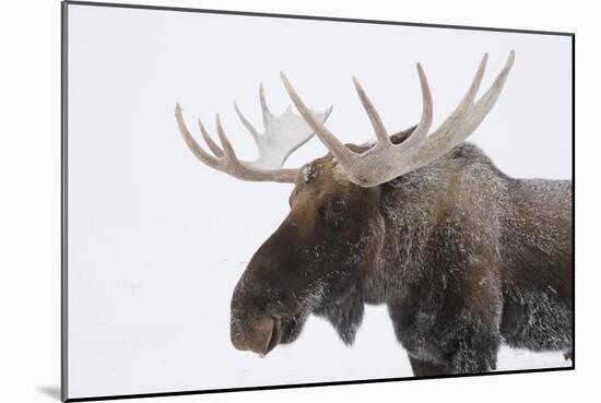 Moose-null-Mounted Photographic Print