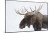 Moose-null-Mounted Photographic Print