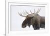 Moose-null-Framed Photographic Print