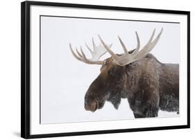 Moose-null-Framed Photographic Print