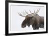 Moose-null-Framed Photographic Print