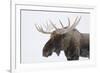 Moose-null-Framed Photographic Print