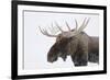 Moose-null-Framed Photographic Print