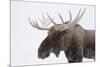 Moose-null-Mounted Photographic Print