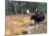 Moose-null-Mounted Photographic Print