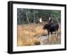 Moose-null-Framed Photographic Print