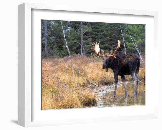 Moose-null-Framed Photographic Print