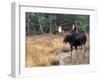 Moose-null-Framed Photographic Print