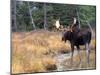Moose-null-Mounted Photographic Print