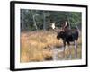 Moose-null-Framed Photographic Print