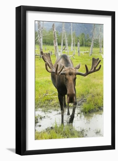 Moose-null-Framed Photographic Print