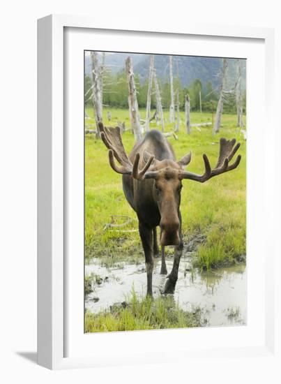 Moose-null-Framed Photographic Print