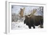 Moose-null-Framed Photographic Print