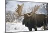 Moose-null-Mounted Photographic Print