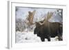 Moose-null-Framed Photographic Print