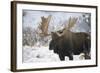 Moose-null-Framed Photographic Print