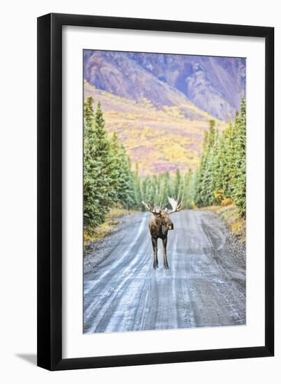 Moose-null-Framed Photographic Print