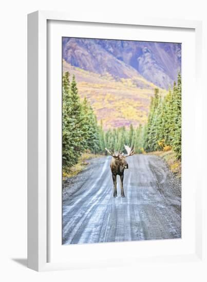 Moose-null-Framed Photographic Print