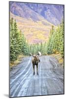 Moose-null-Mounted Photographic Print