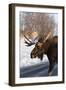 Moose-null-Framed Photographic Print